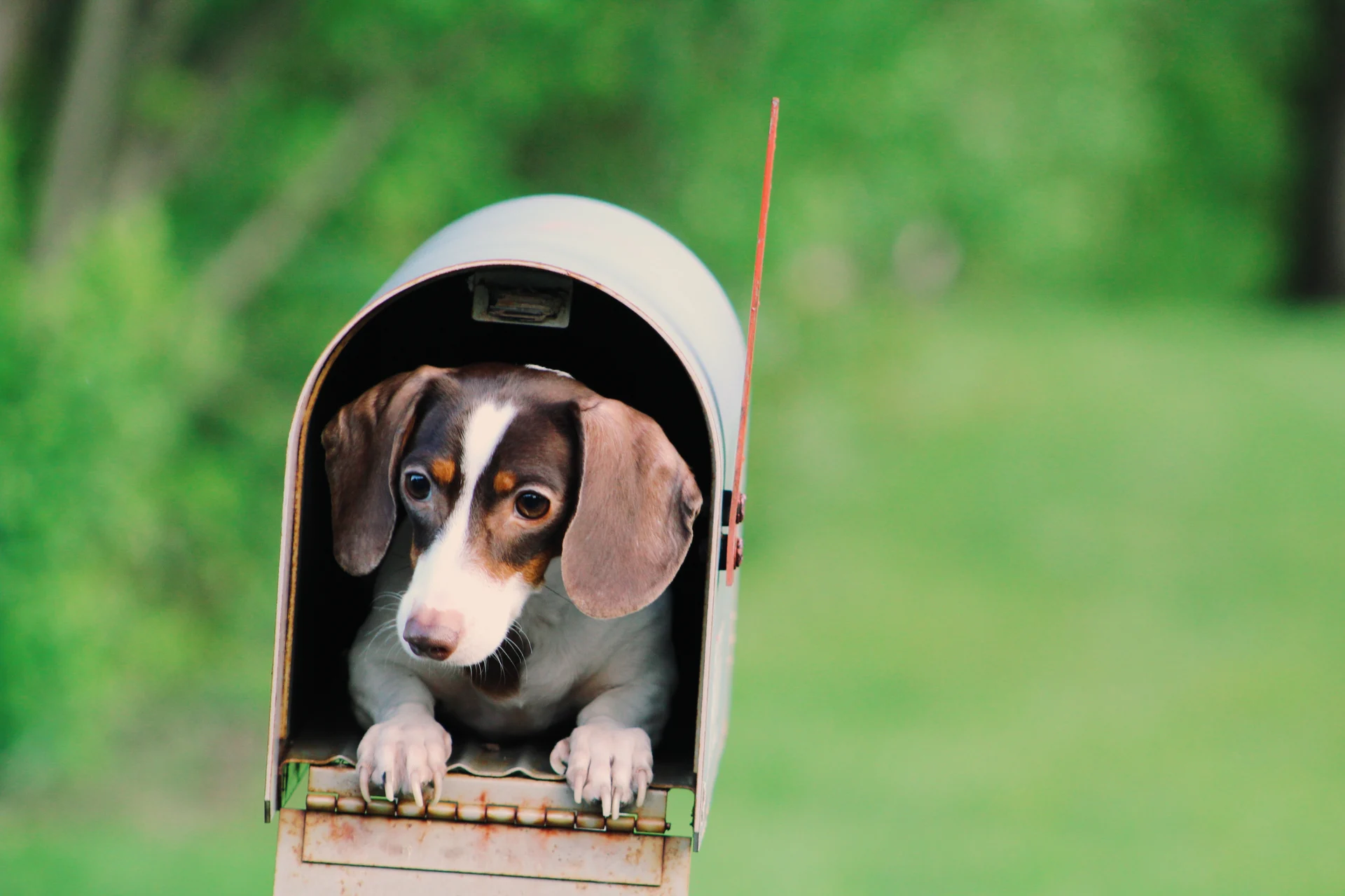 A Guide to House Hunting and Moving with a Pet